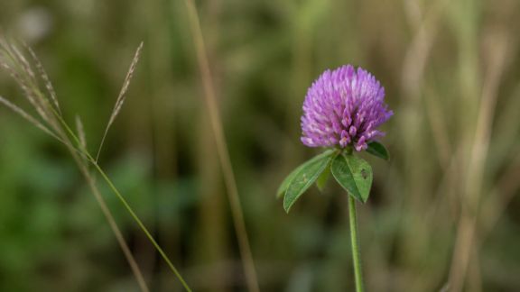 Photographie nature : techniques pour capturer la beauté sauvage