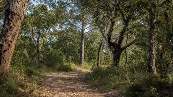 Découvrir la forêt méditerranéenne : itinéraires immersifs à tester