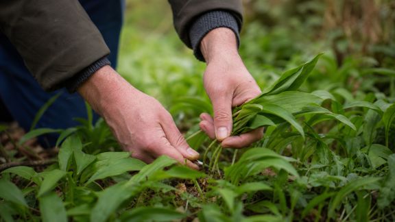 Rencontrer les plantes comestibles : initiation à la cueillette sauvage